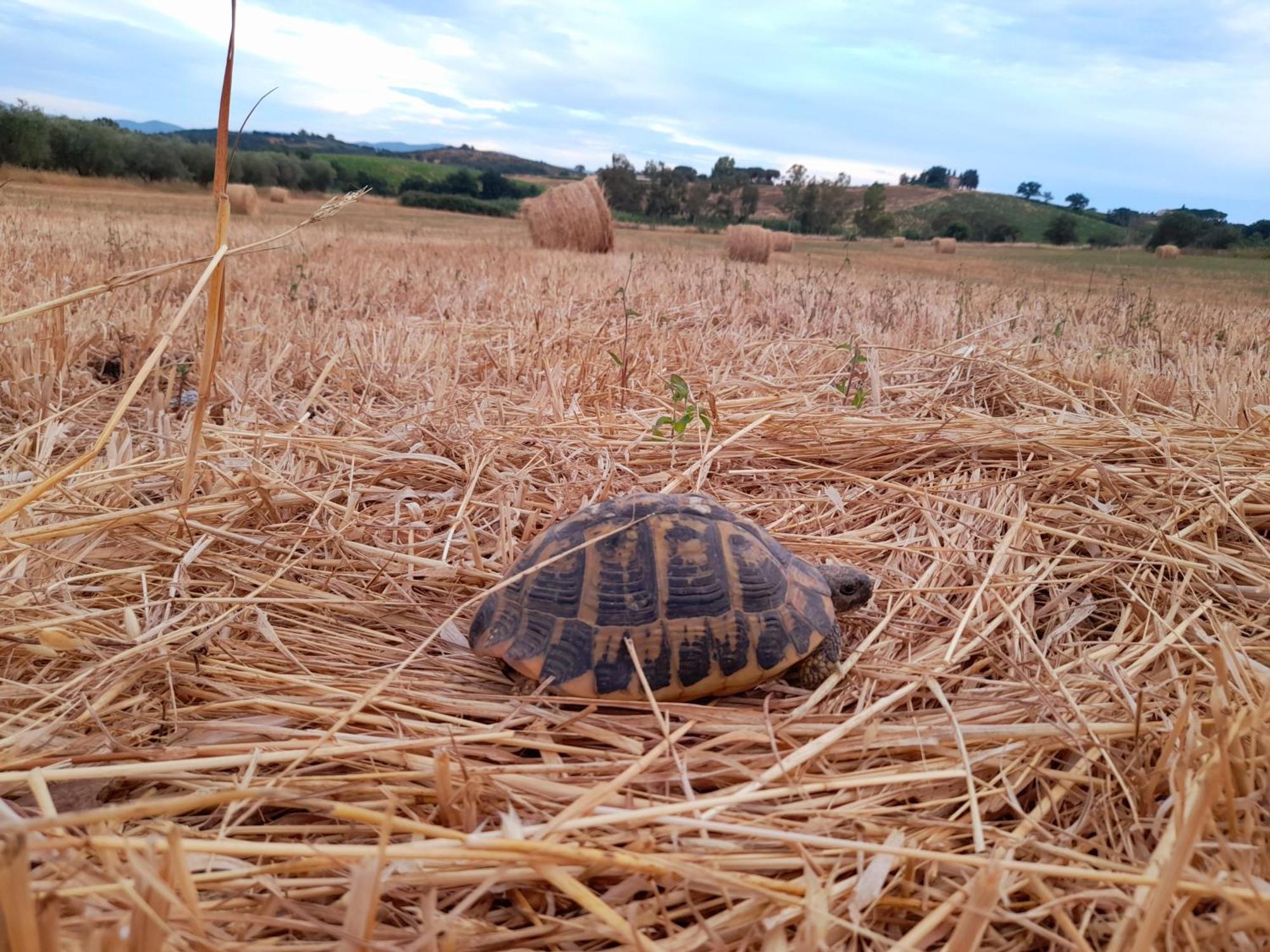 Agriturismo La Sorgente 方特布兰达 外观 照片
